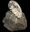 Craspedites Ammonite Fossil - Russia #41510-1